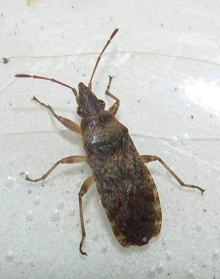 Lygaeidae: Orsillus maculatuus della Turchia